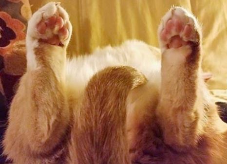 Paws in the air&nbsp;.