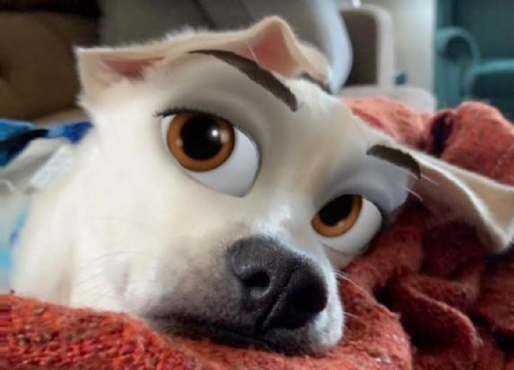 Mylo’s Big Surprise